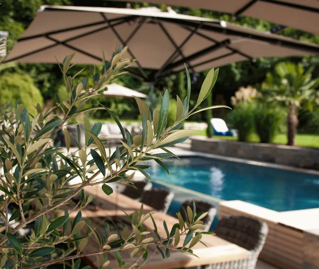 Olivenzweig und Sonnenschirm im Vordergrund, dahinter der Pool in Villingen-Schwenningen