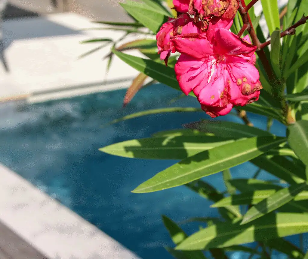 Rosa Oleanderblüte am Rand des Pools in Villingen-Schwenningen